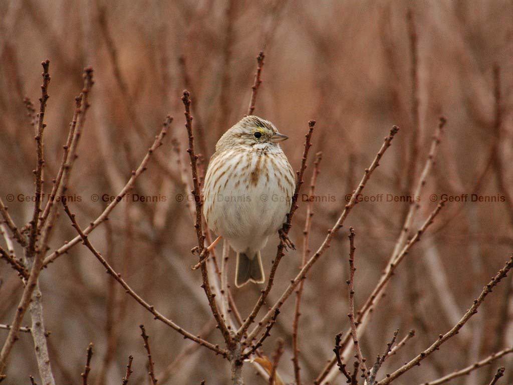 IPSW-BD_Ipswich-Savannah-Sparrow