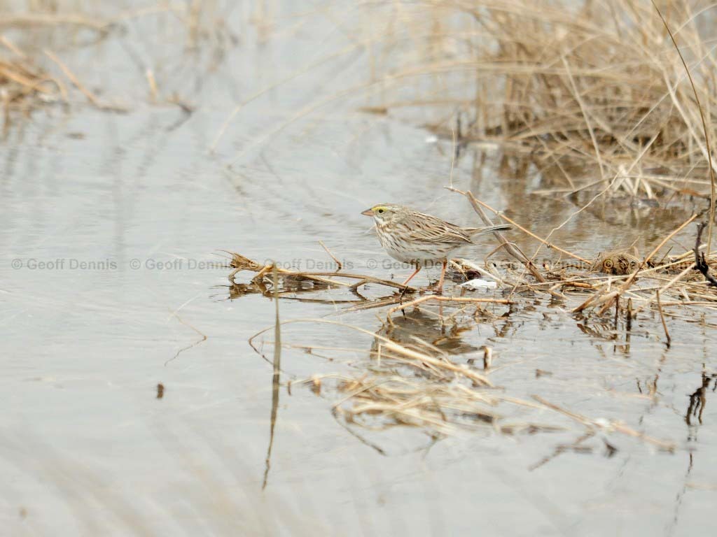 IPSW-BE_Ipswich-Savannah-Sparrow