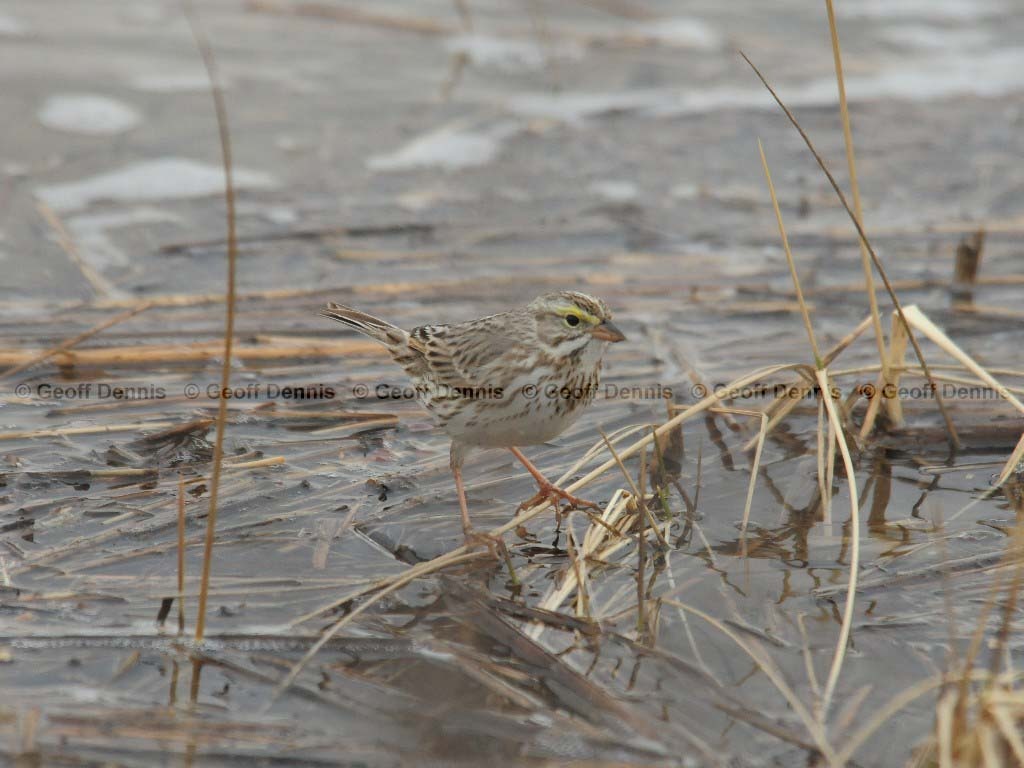 IPSW-BF_Ipswich-Savannah-Sparrow