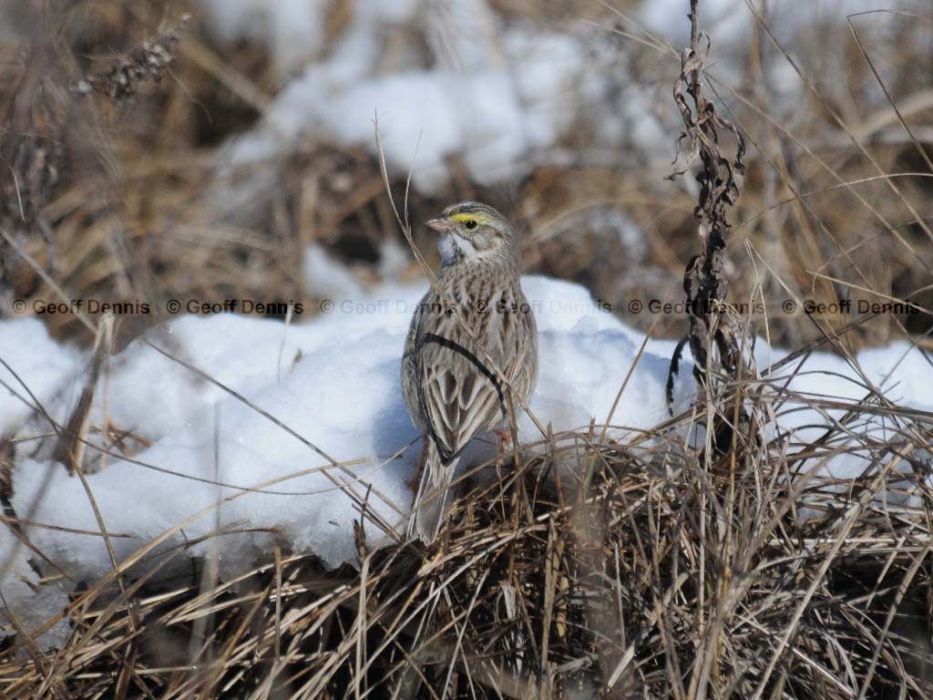 IPSW-BG_Ipswich-Savannah-Sparrow