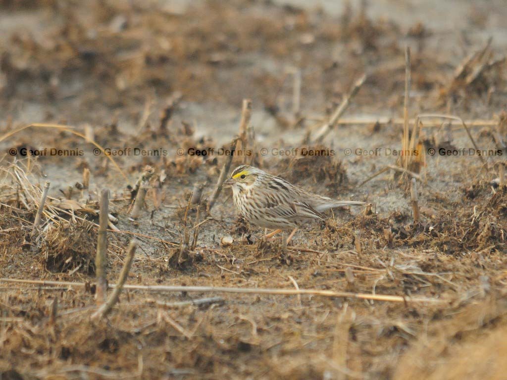 IPSW-BH_Ipswich-Savannah-Sparrow