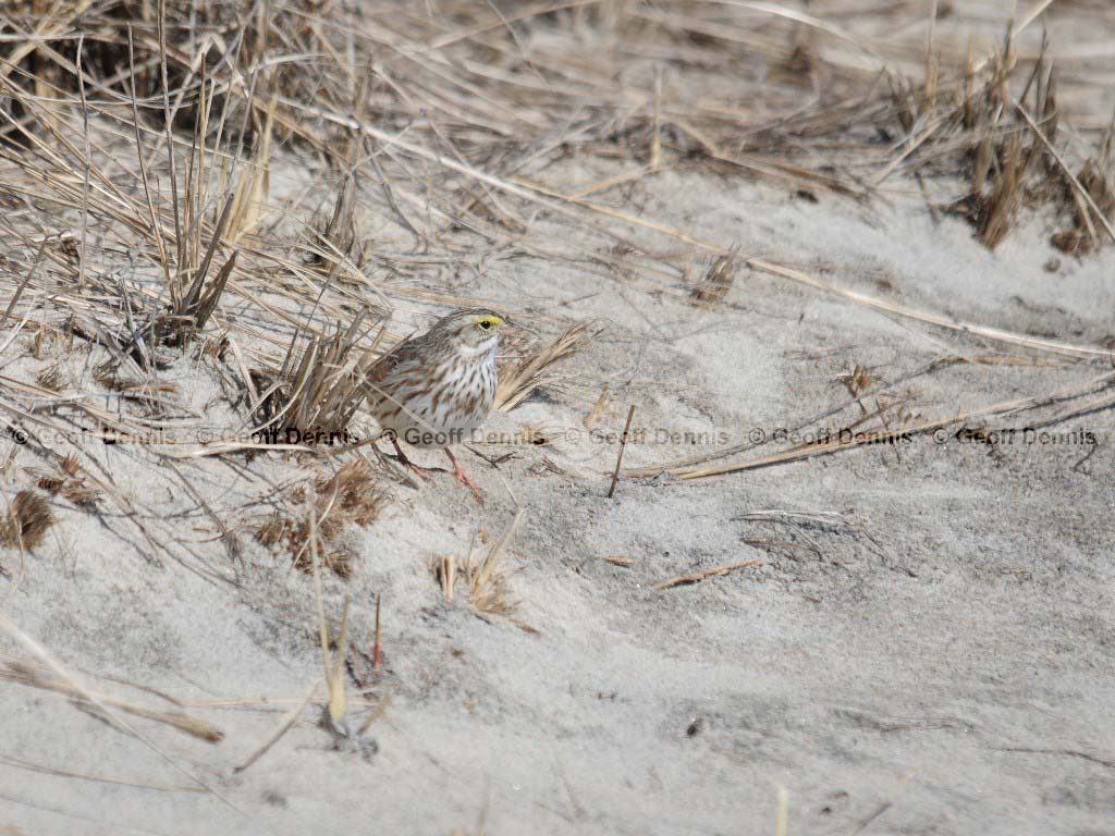 IPSW-BI_Ipswich-Savannah-Sparrow