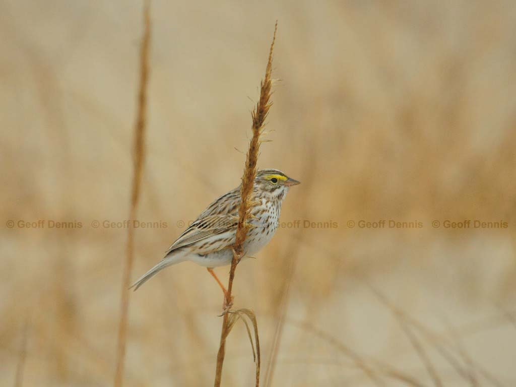IPSW-BJ_Ipswich-Savannah-Sparrow