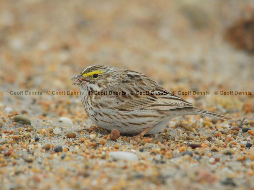 IPSW-BK_Ipswich-Savannah-Sparrow