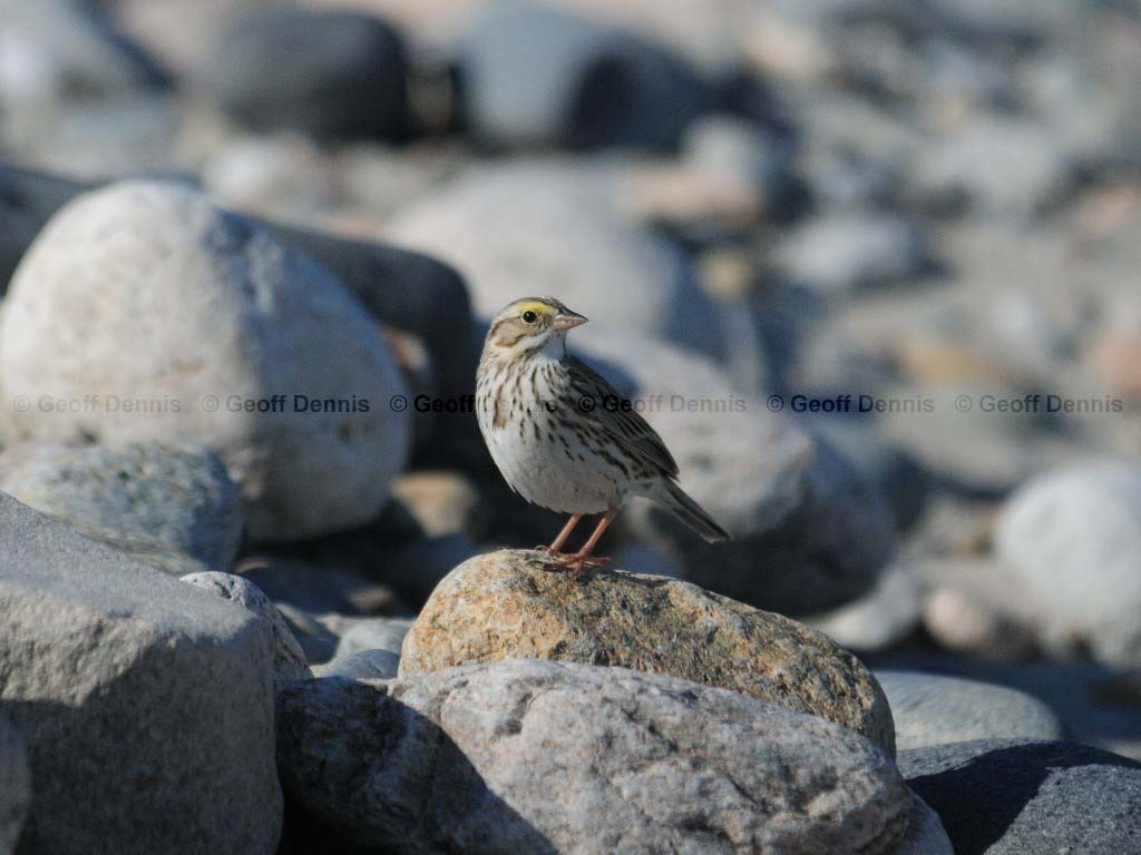 IPSW-BL_Ipswich-Savannah-Sparrow