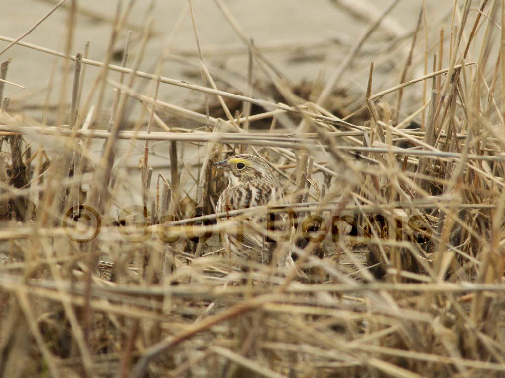 IPSW-BM_Ipswich-Savannah-Sparrow