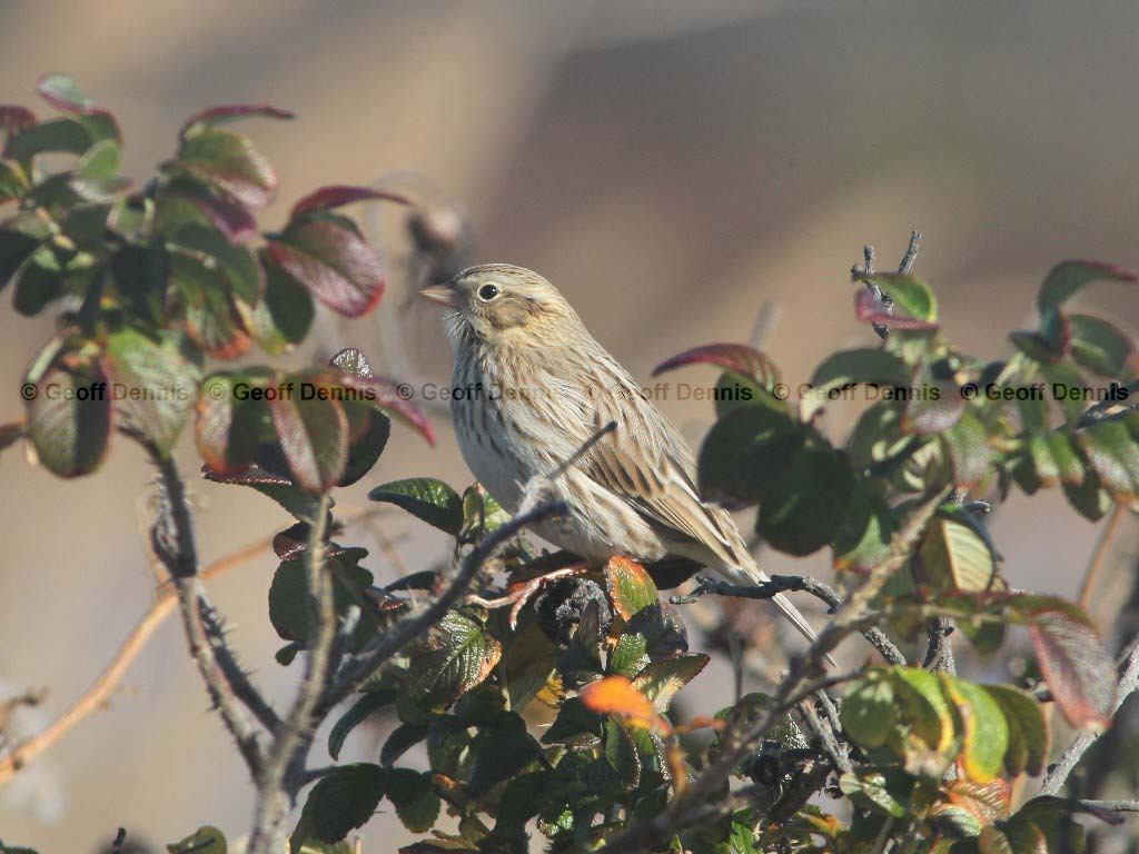 IPSW-BN_Ipswich-Savannah-Sparrow