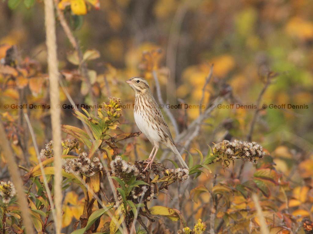 IPSW-BO_Ipswich-Savannah-Sparrow