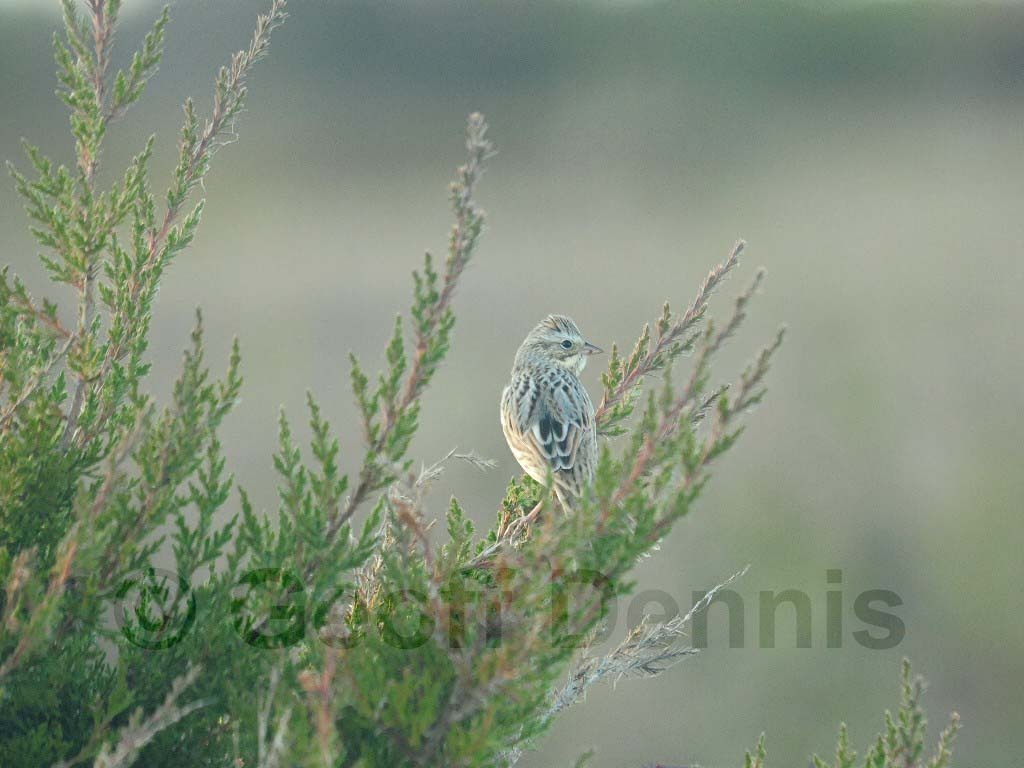 IPSW-BP_Ipswich-Savannah-Sparrow