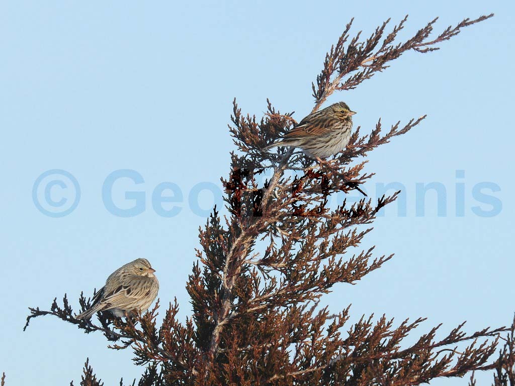 IPSW-BQ_Ipswich-Savannah-Sparrow
