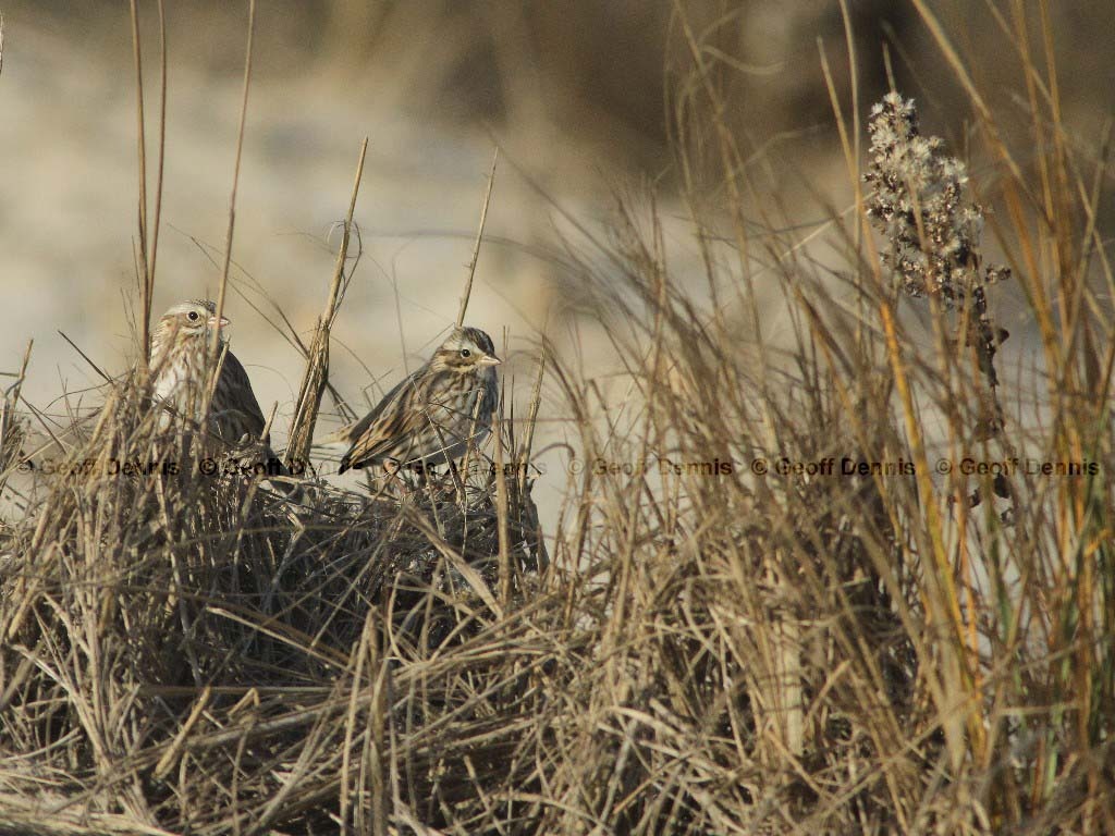 IPSW-BR_Ipswich-Savannah-Sparrow