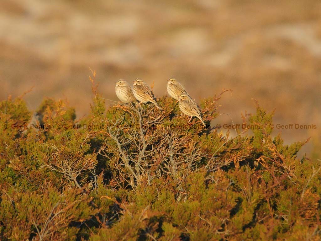 IPSW-BS_Ipswich-Savannah-Sparrow