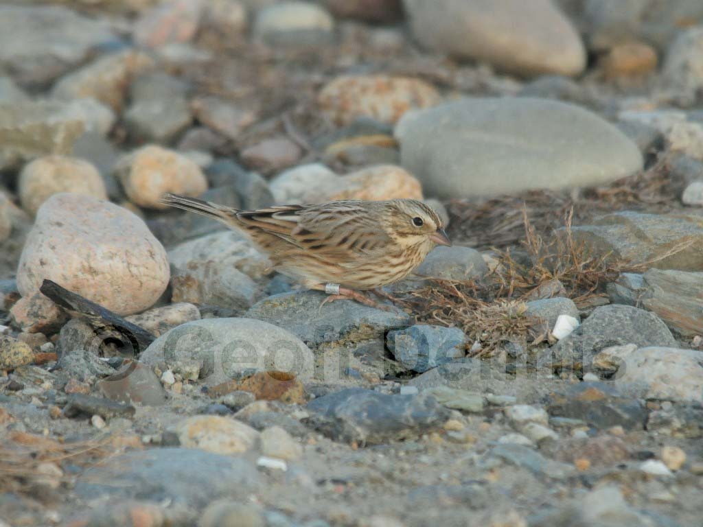 IPSW-BT_Ipswich-Savannah-Sparrow