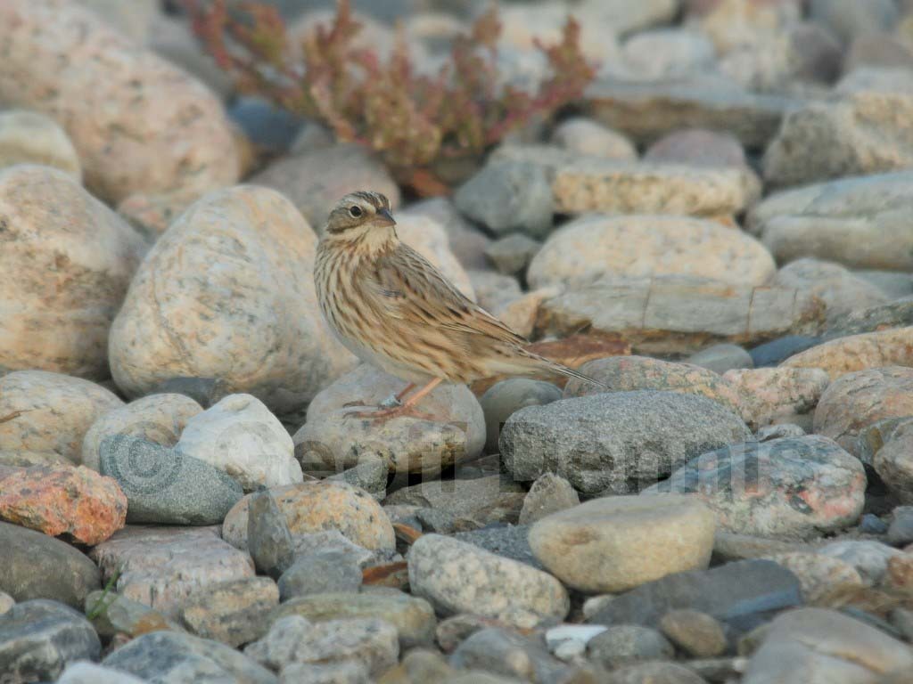 IPSW-BU_Ipswich-Savannah-Sparrow