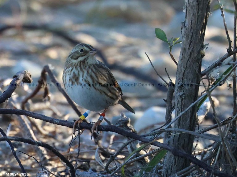 IPSW-BVA_Ipswich-Savannah-Sparrow