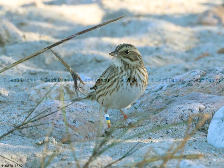 IPSW-BVB_Ipswich-Savannah-Sparrow_2