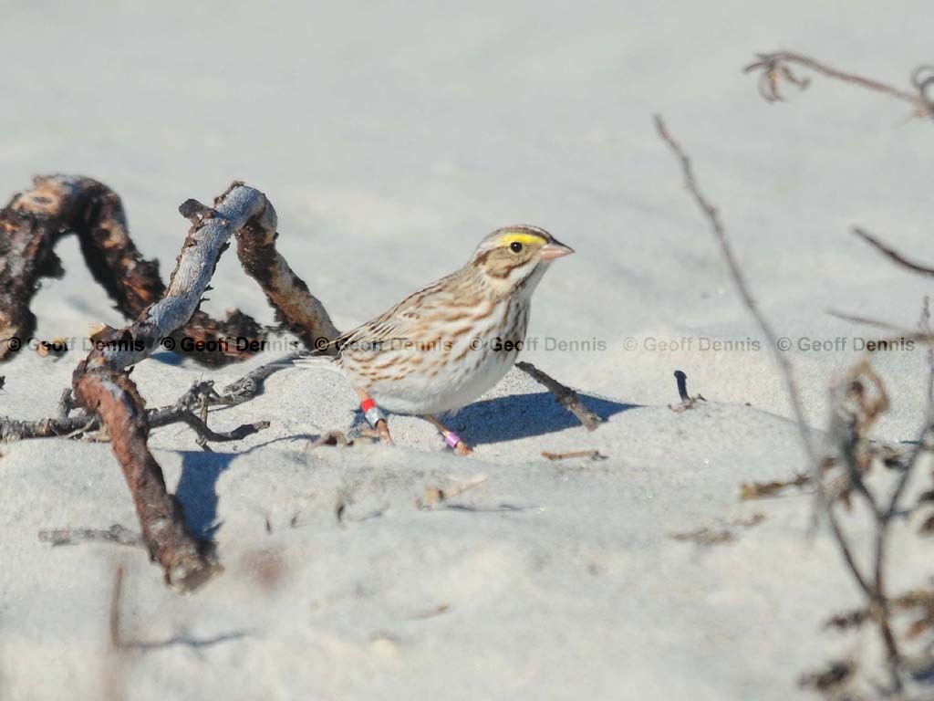 IPSW-BV_Ipswich-Savannah-Sparrow