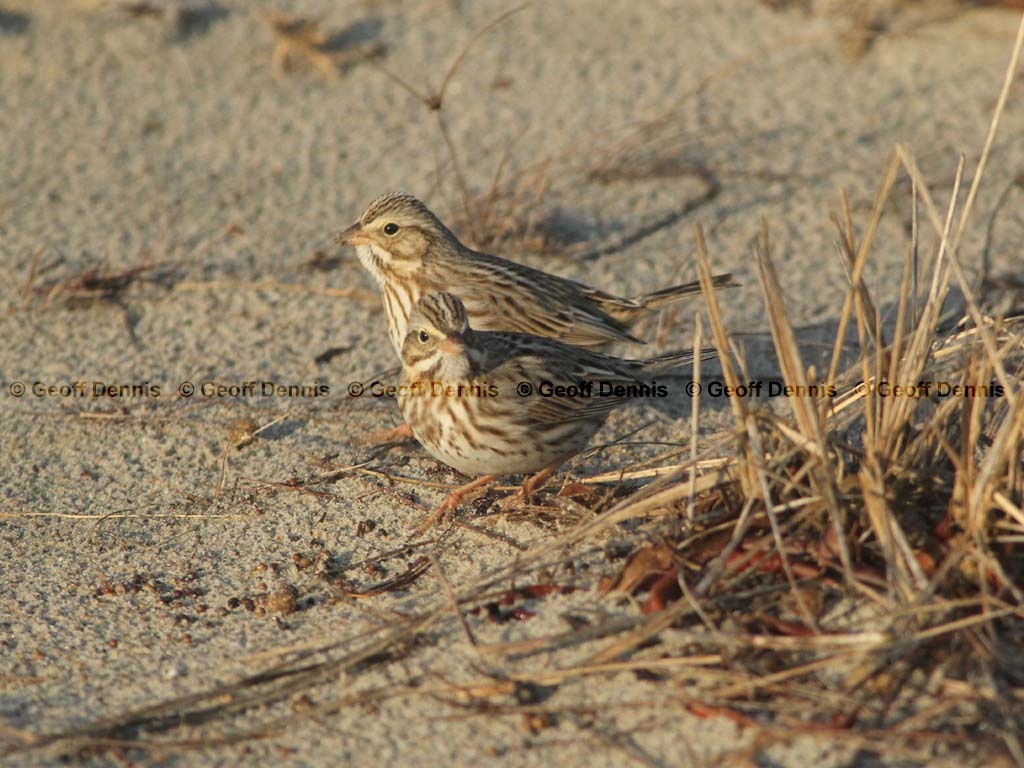IPSW-BW_Ipswich_Savannah-Sparrow