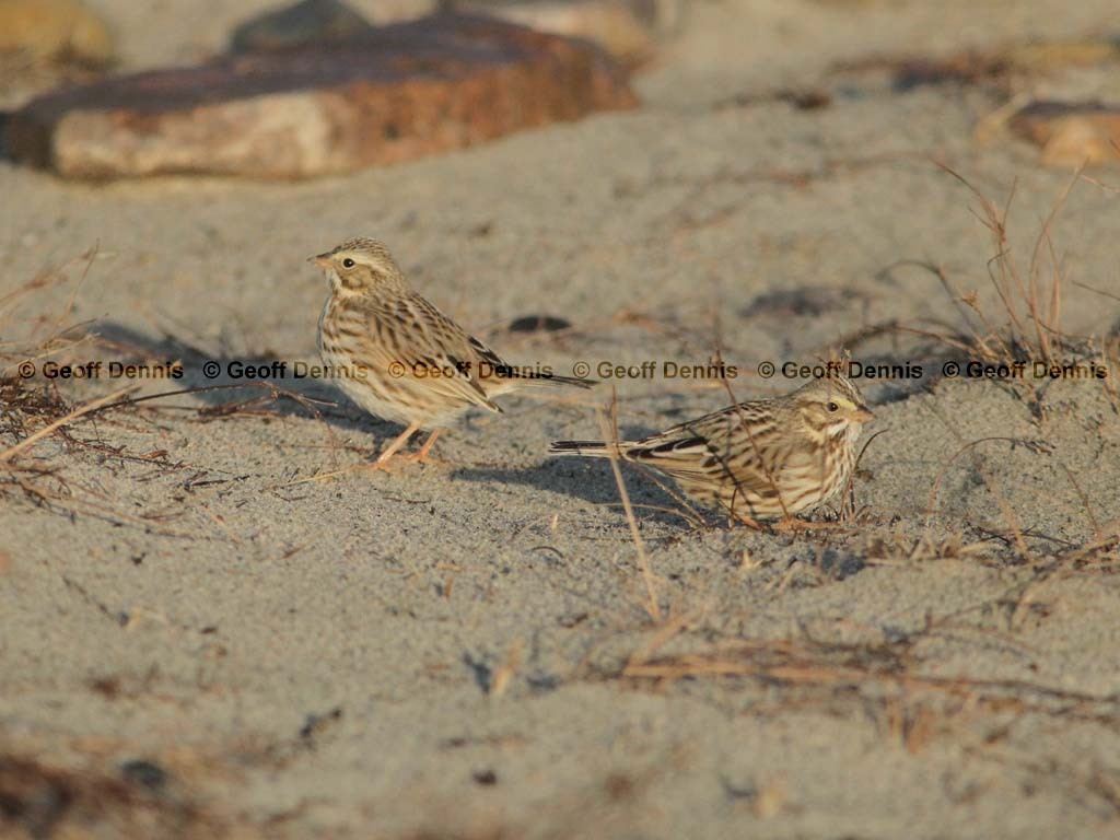 IPSW-BX_Ipswich_Savannah-Sparrow
