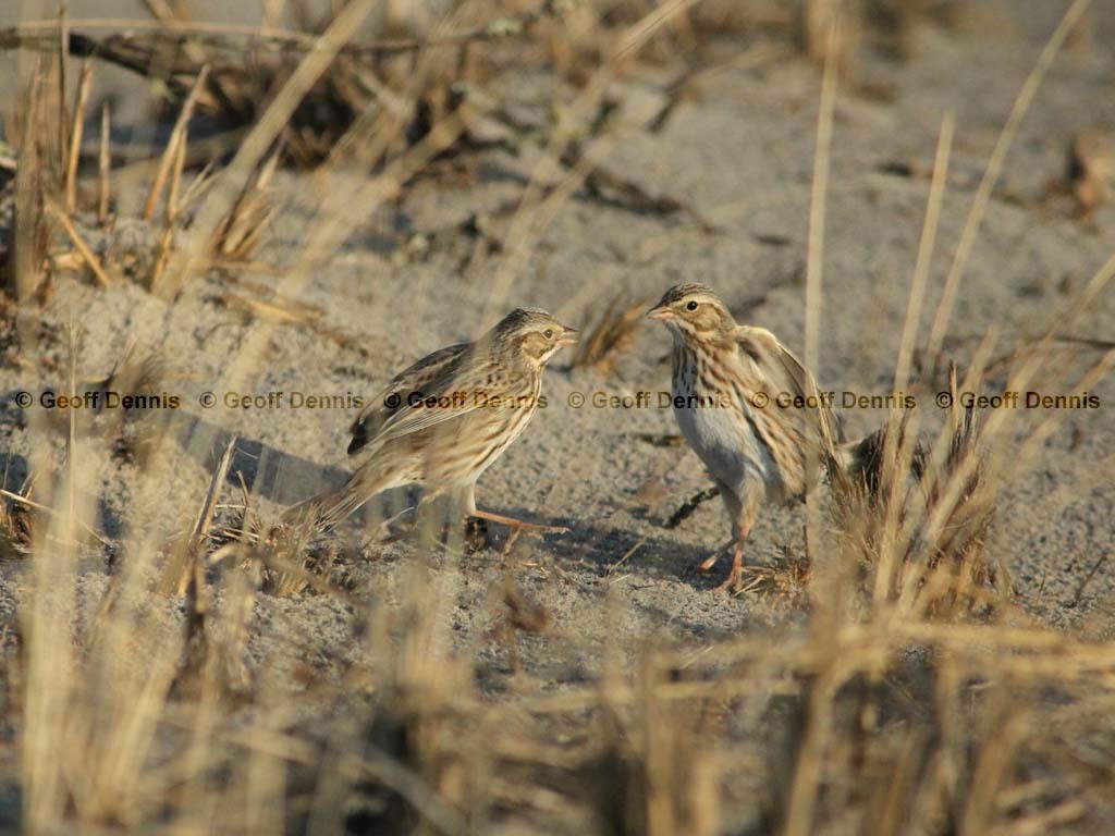 IPSW-BY_Ipswich_Savannah-Sparrow