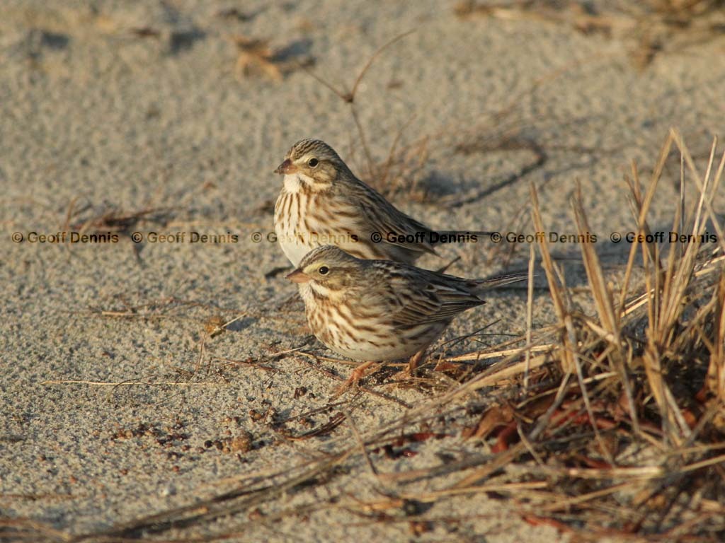 IPSW-BZ_Ipswich-Savannah-Sparrow