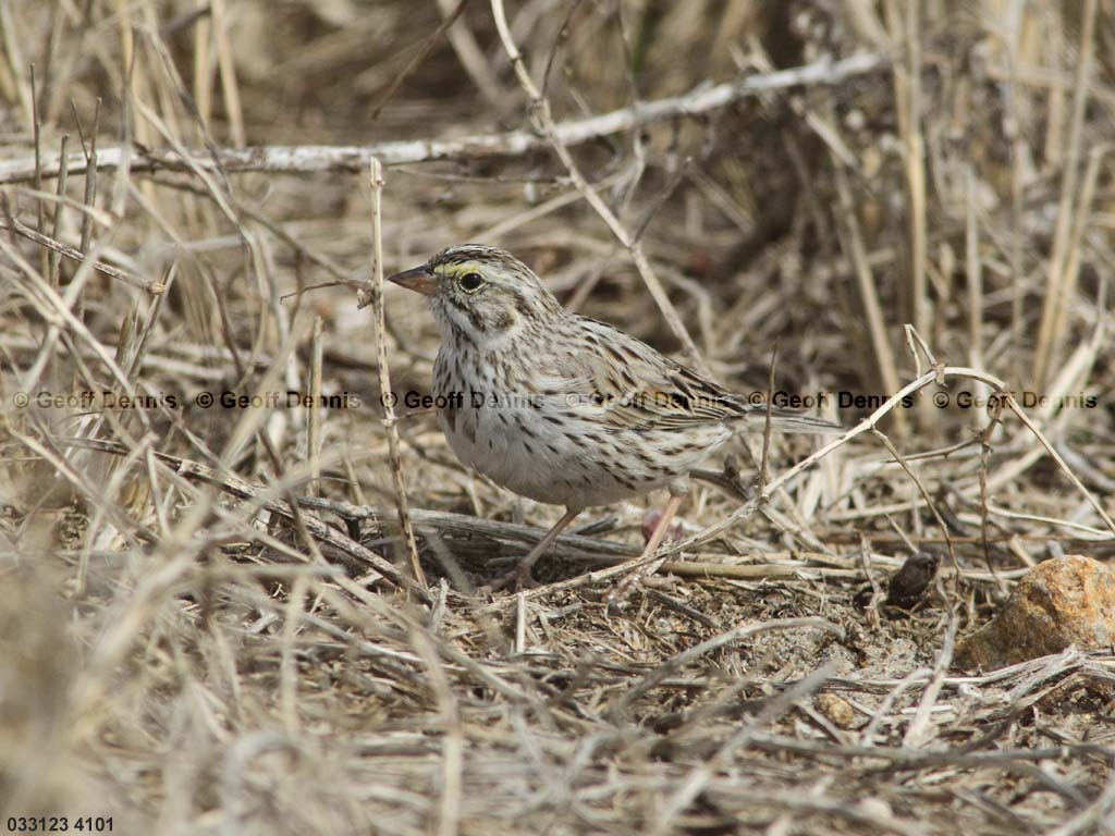 IPSW-CA_Ipswich-Savannah-Sparrow