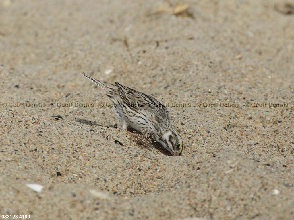 IPSW-CB_Ipswich-Savannah-Sparrow