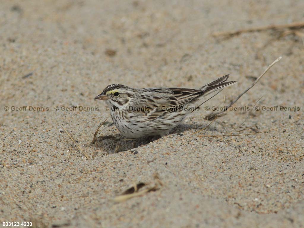 IPSW-CC_Ipswich-Savannah-Sparrow