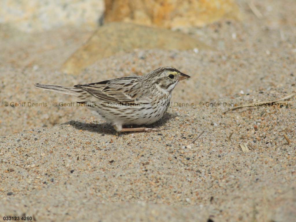 IPSW-CD_Ipswich-Savannah-Sparrow