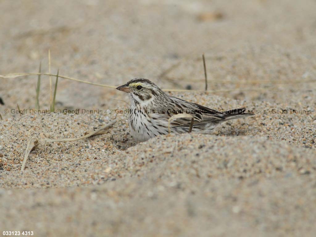 IPSW-CE_Ipswich-Savannah-Sparrow