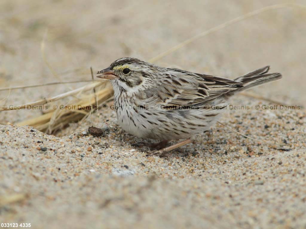 IPSW-CF_Ipswich-Savannah-Sparrow