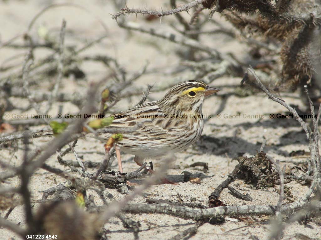 IPSW-CG_Ipswich-Savannah-Sparrow