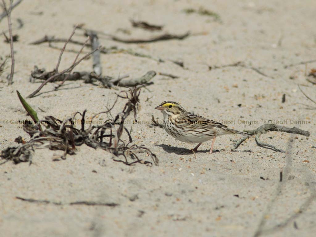 IPSW-CH_Ipswich-Savannah-Sparrow
