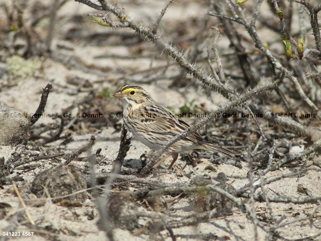 IPSW-CI_Ipswich-Savannah-Sparrow