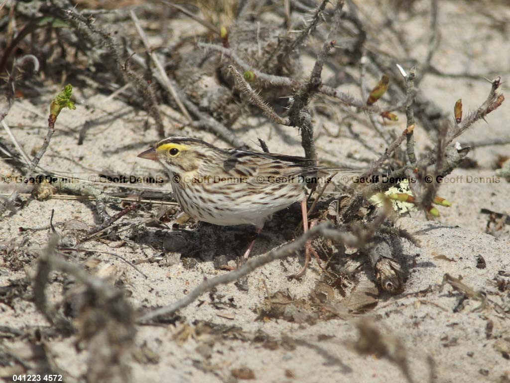 IPSW-CJ_Ipswich-Savannah-Sparrow