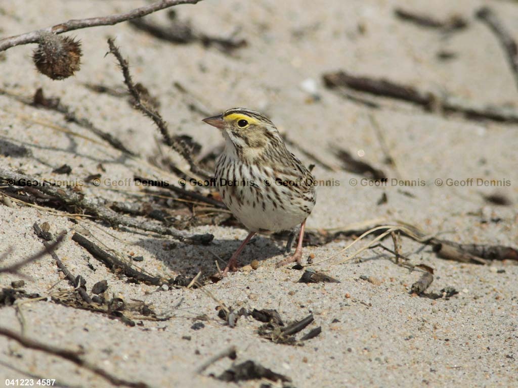 IPSW-CK_Ipswich-Savannah-Sparrow