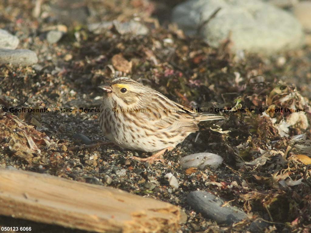IPSW-CL_Ipswich-Savannah-Sparrow