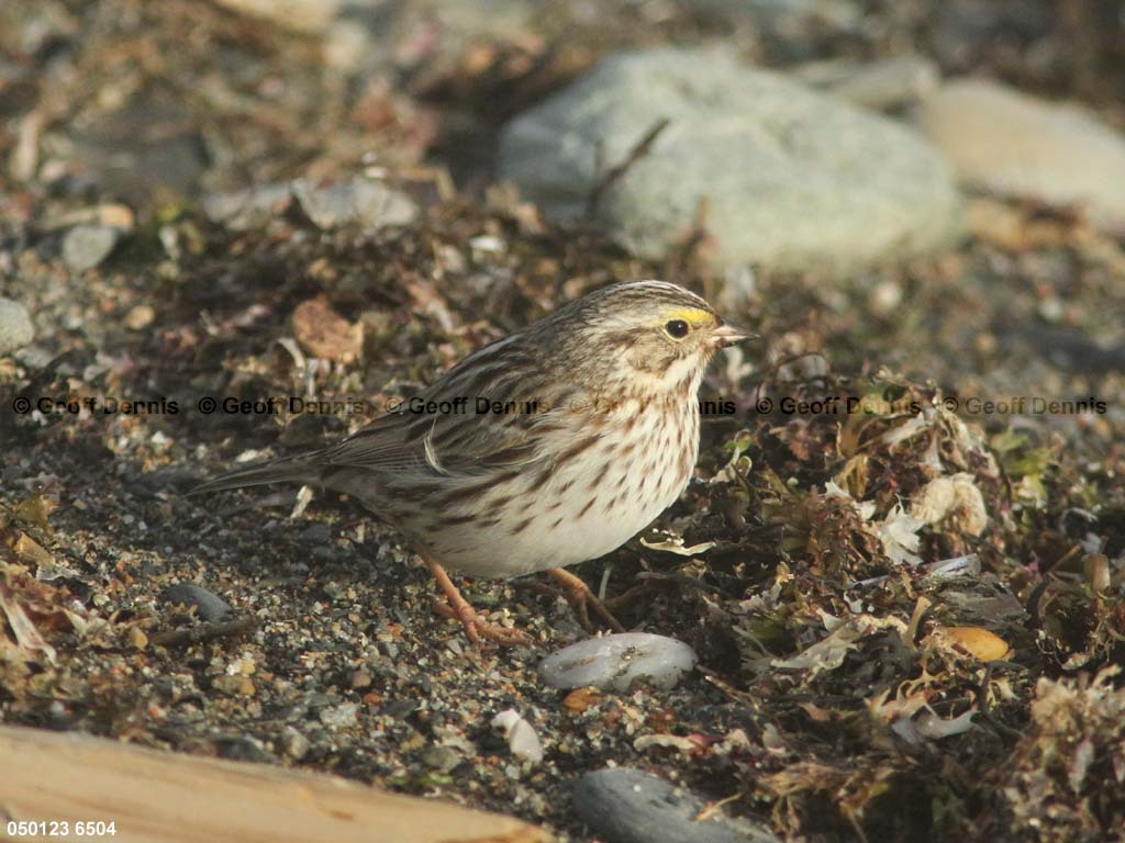 IPSW-CM_Ipswich-Savannah-Sparrow