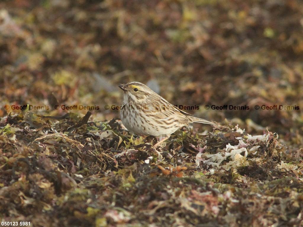 IPSW-CN_Ipswich-Savannah-Sparrow