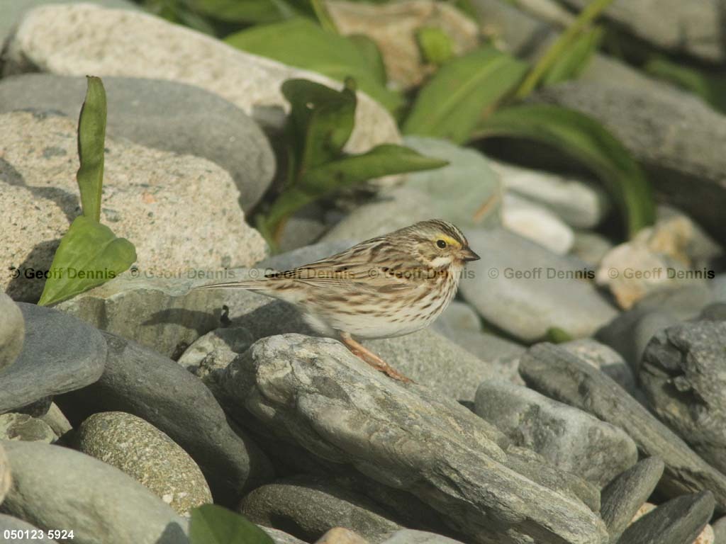 IPSW-CO_Ipswich-Savannah-Sparrow