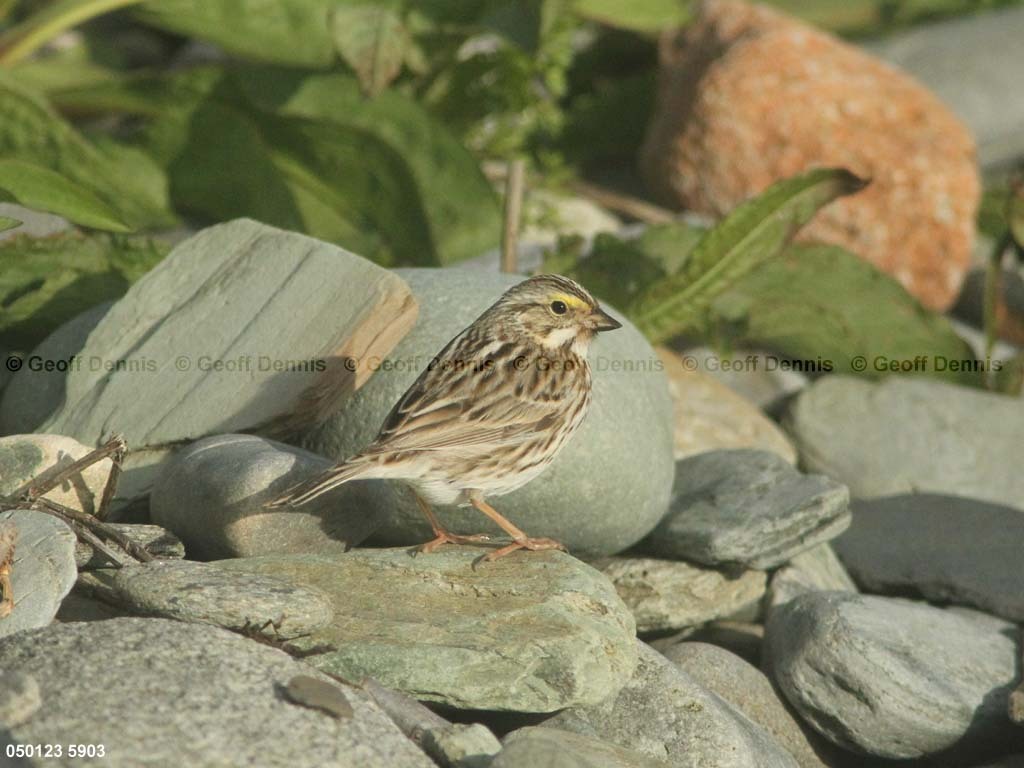 IPSW-CP_Ipswich-Savannah-Sparrow
