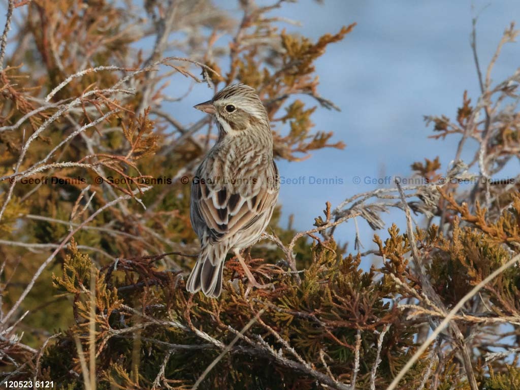 IPSW-CQ_Ipswich-Savannah-Sparrow