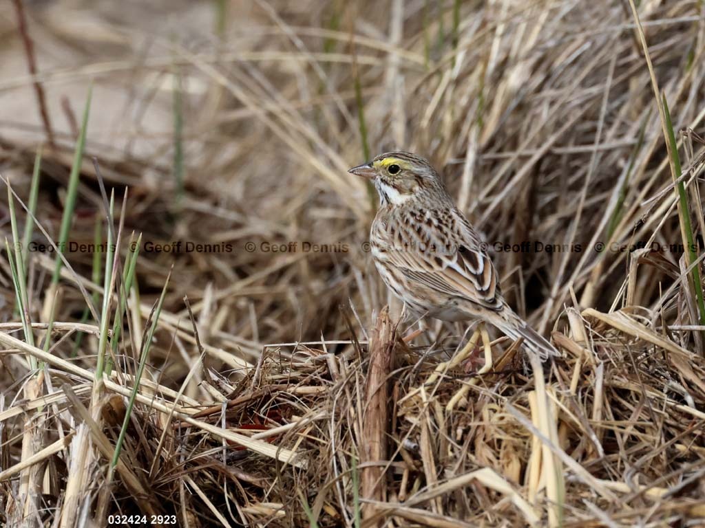 IPSW-CR_Ipswich-Savannah-Sparrow