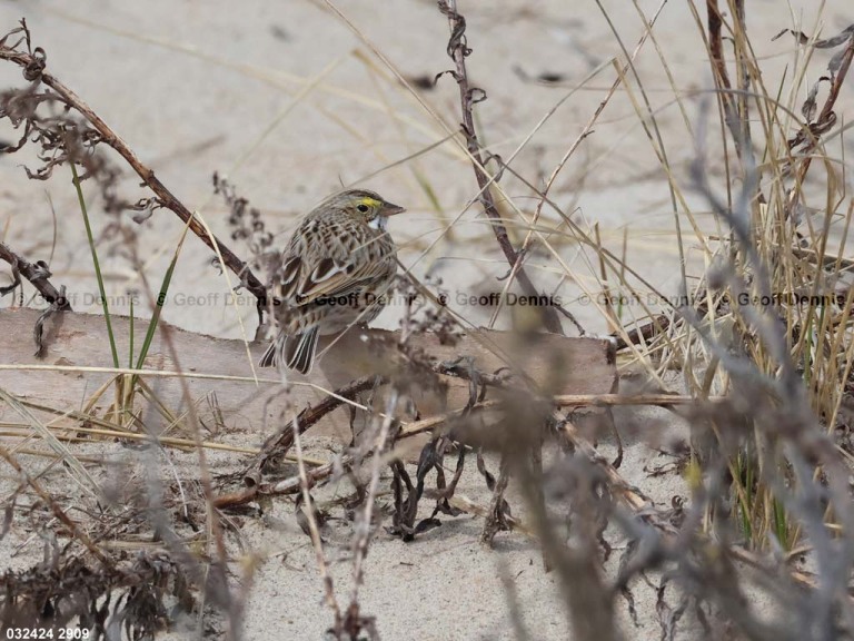 IPSW-CS_Ipswich-Savannah-Sparrow