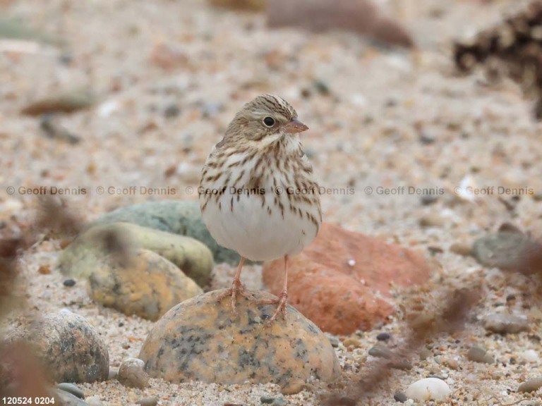 IPSW-CT_Ipswich-Savannah-Sparrow