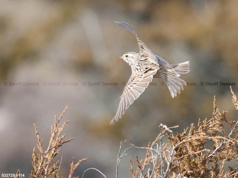 IPSW-CU_Ipswich-Savannah-Sparrow
