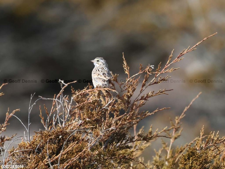 IPSW-CV_Ipswich-Savannah-Sparrow