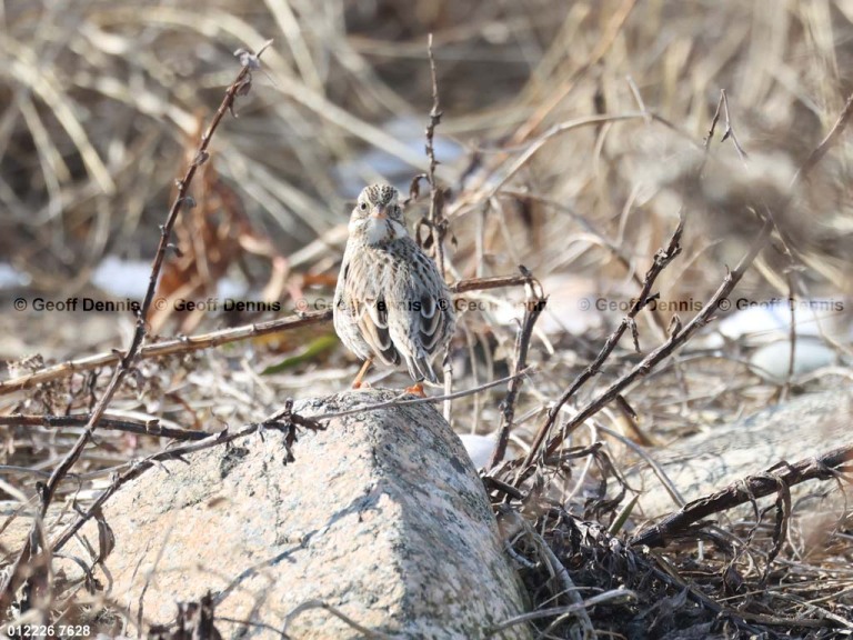 IPSW-CW_Ipswich-Savannah-Sparrow