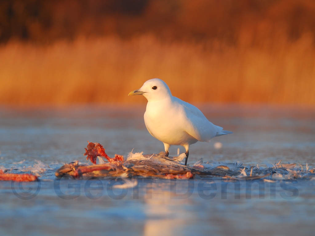 IVGU-AA_Ivory-Gull