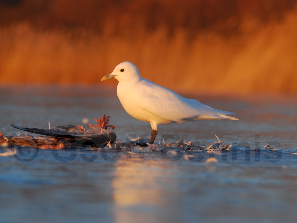 IVGU-AB_Ivory-Gull